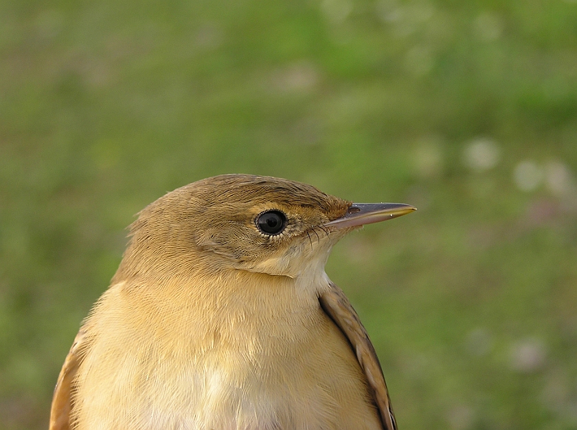 Marsh Warbler, Sundre 20050729